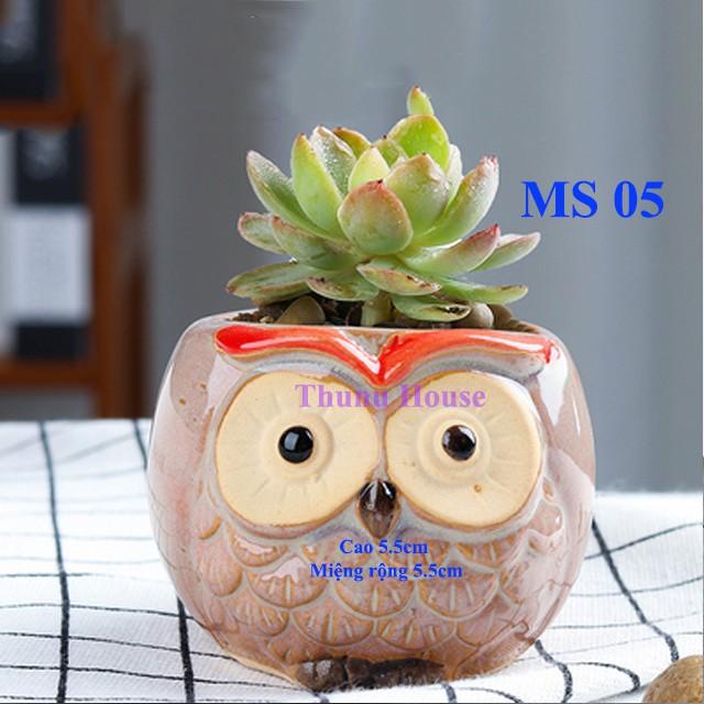 Chậu Cú mèo mini bằng sứ
