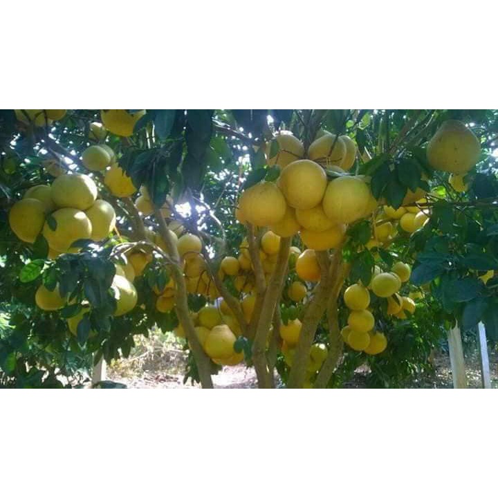 Cây giống Bưởi Vàng F1
