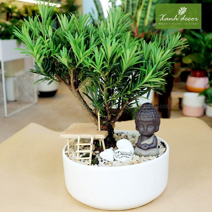 cây giống TÙNG LA HÁN - CÂY BONSAI - SIÊU ĐẸP GIÁ SIÊU RẺ