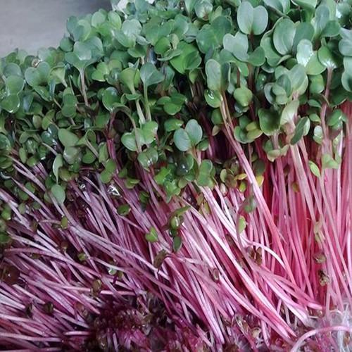 Combo 3 gói hạt giống rau ăn mầm