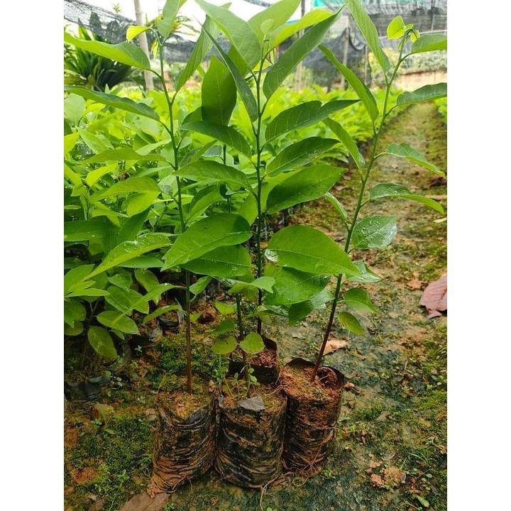 CÂY GIỐNG MÃNG CẦU NA