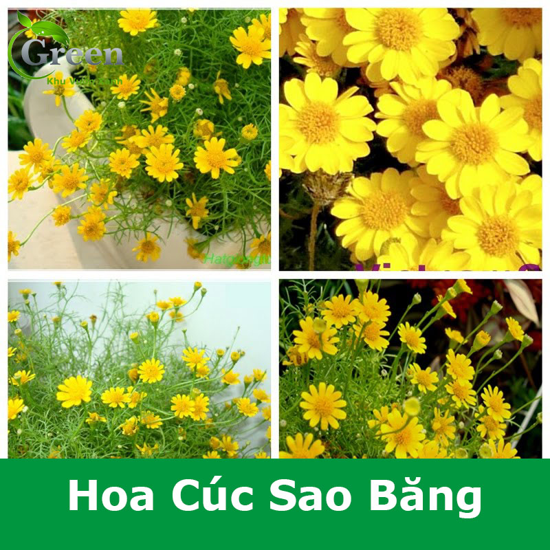 Hạt Giống Hoa Cúc Sao Băng