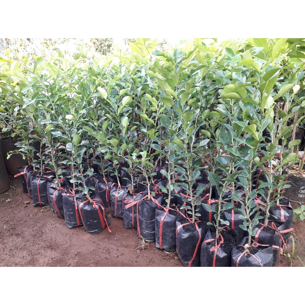 Cây GIỐNG CHANH Chúc hay chanh thái CÂY KHỎE DỄ TRỒNG SINH TRƯỞNG TỐT.