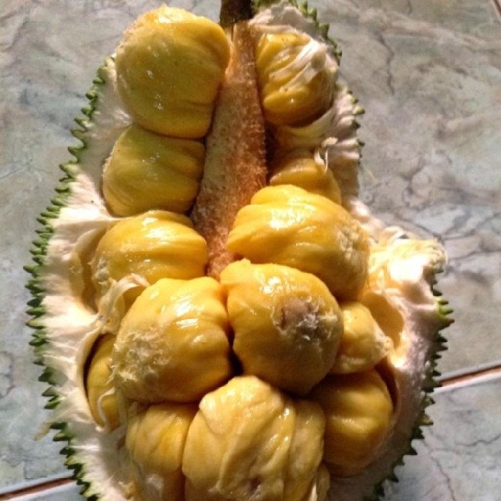 Cây giống Mít Tố Nữ ghép