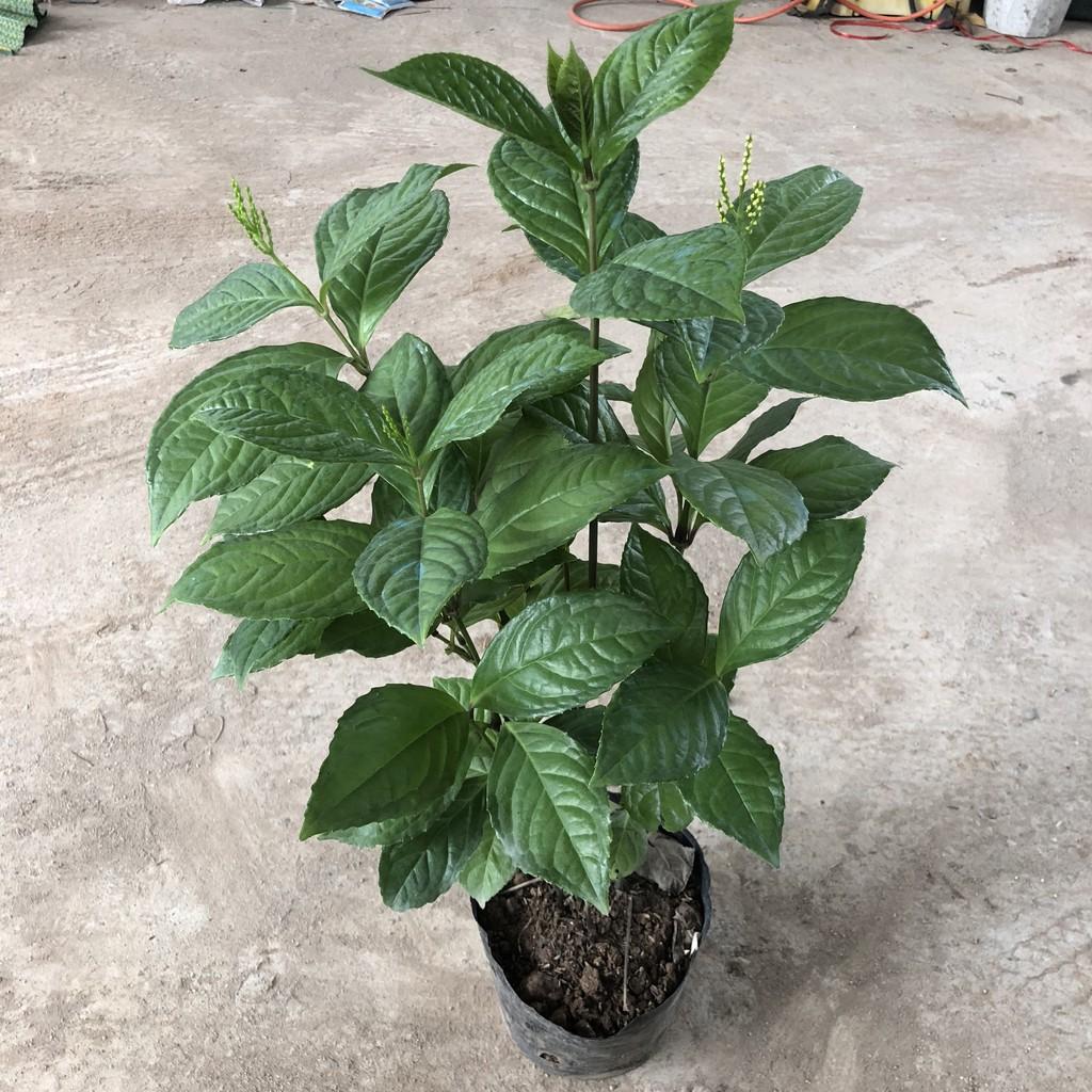 Cây hoa sói, chiều cao 35-40cm mùi thơm từ hoa và lá giúp thư giãn, thích hợp trang trí cảnh quan để phòng khách