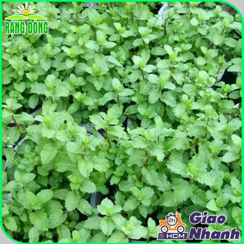 Hạt giống Húng Lủi Trồng Quanh Năm, Cây Cho Thu Hoạch Nhiều Lần - Hạt Giống Rạng Đông