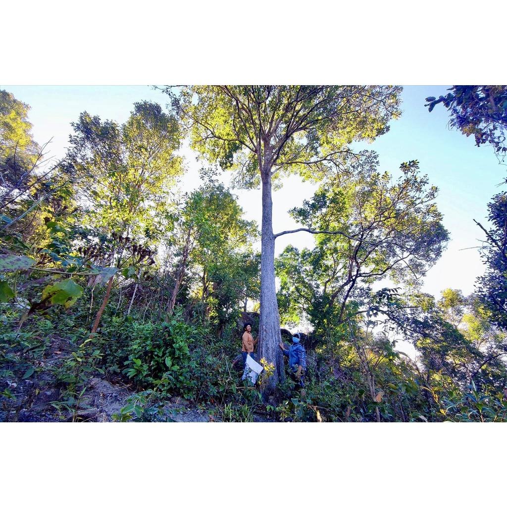 CÂY GIỐNG KƠ NIA