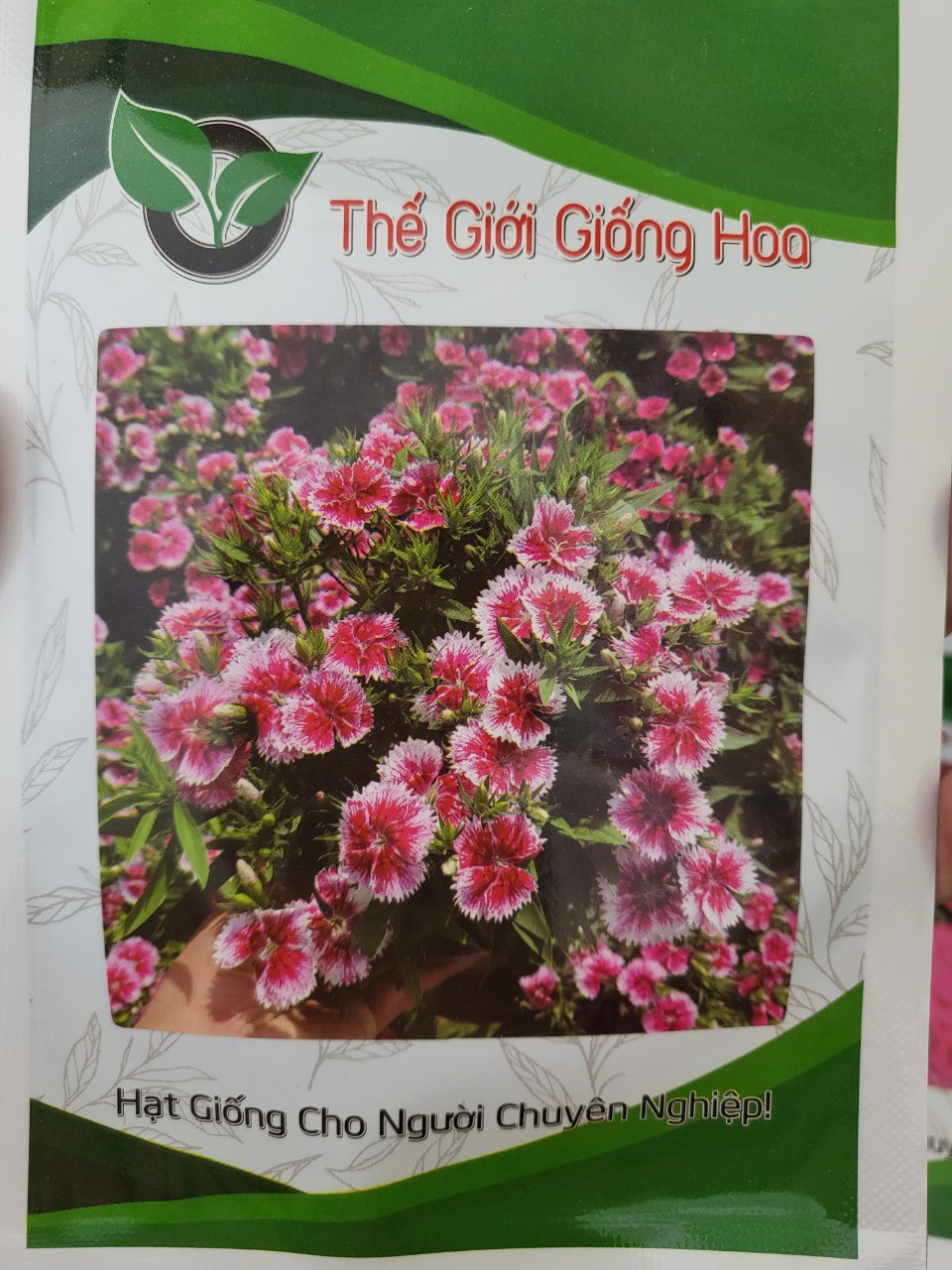 Hạt Giống Hoa Cẩm Chướng Màu Hồng Viền Trắng
