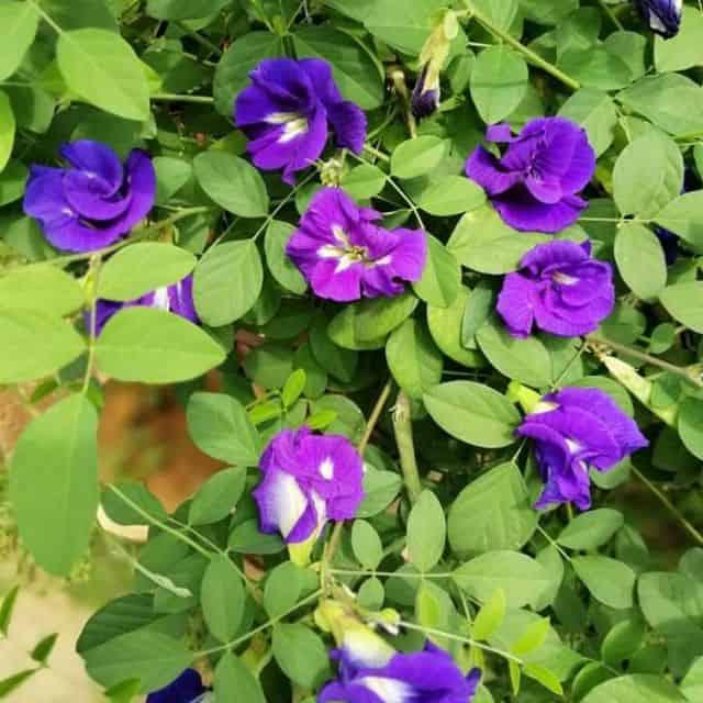 Hạt giống hoa đậu biếc dễ trồng Luckyseed
