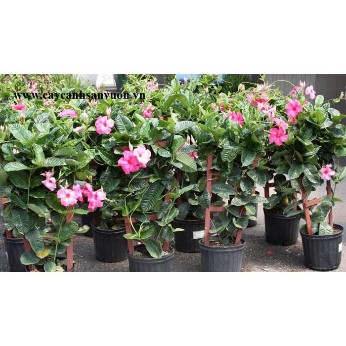 Chậu hoa Hồng anh cánh kép cho tường nhà rực rỡ
