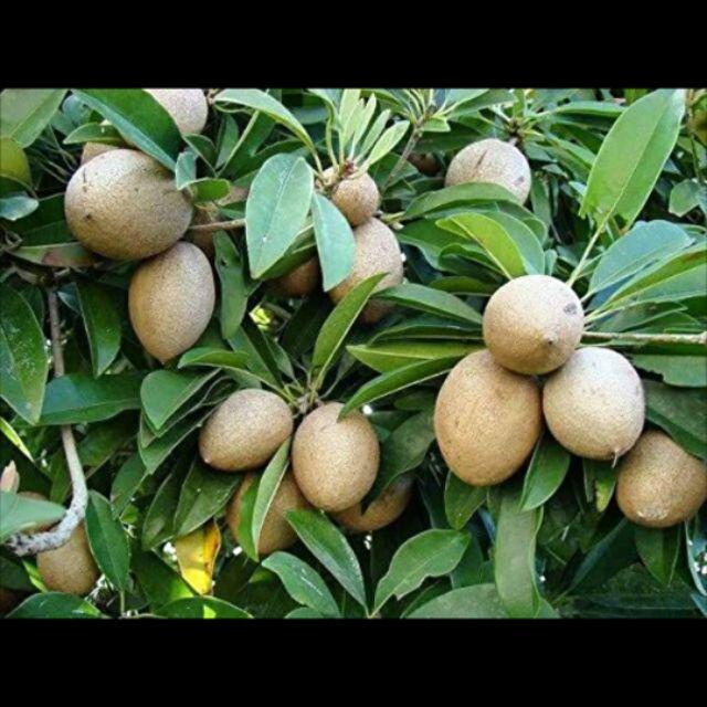 CÂY GIỐNG HỒNG XIÊM XOÀI