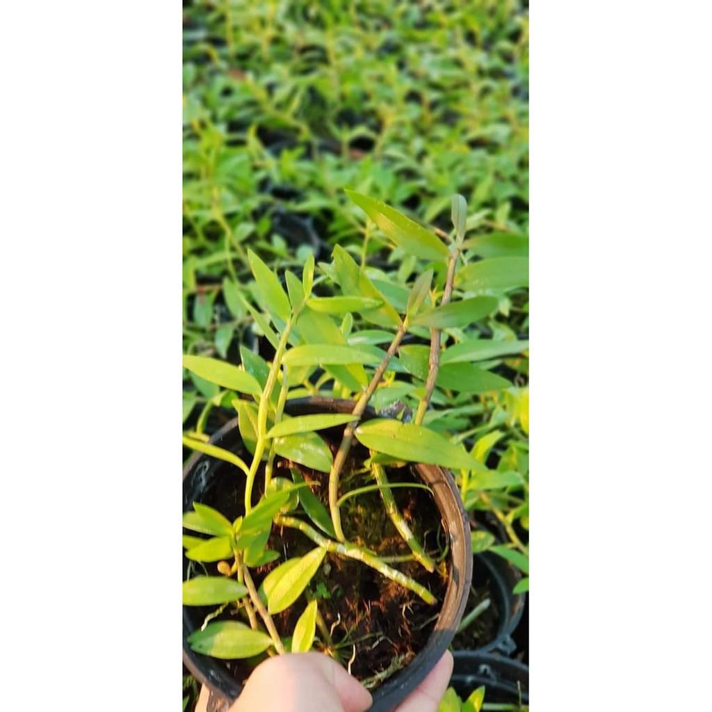Thiên cung lữ bố 10.2019
