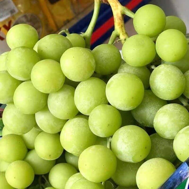 Cây nho giống Không hạt AutumnCrisp - Giống nho mới 2021 của Úc - Màu xanh