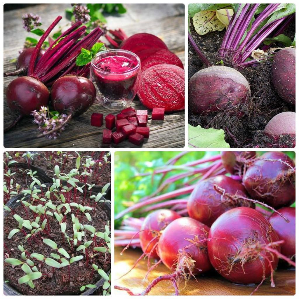 HẠT GIỐNG CỦ DỀN ĐỎ , CỦ RỀN ĐỎ chịu nhiệt