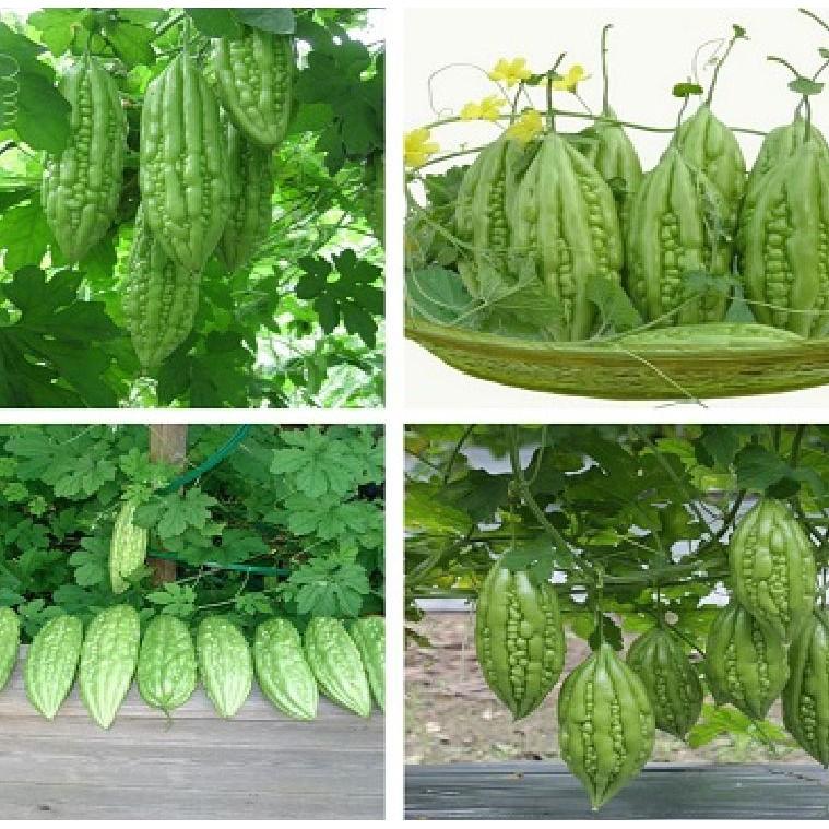 Hạt giống mướp đắng 10 hạt/gói