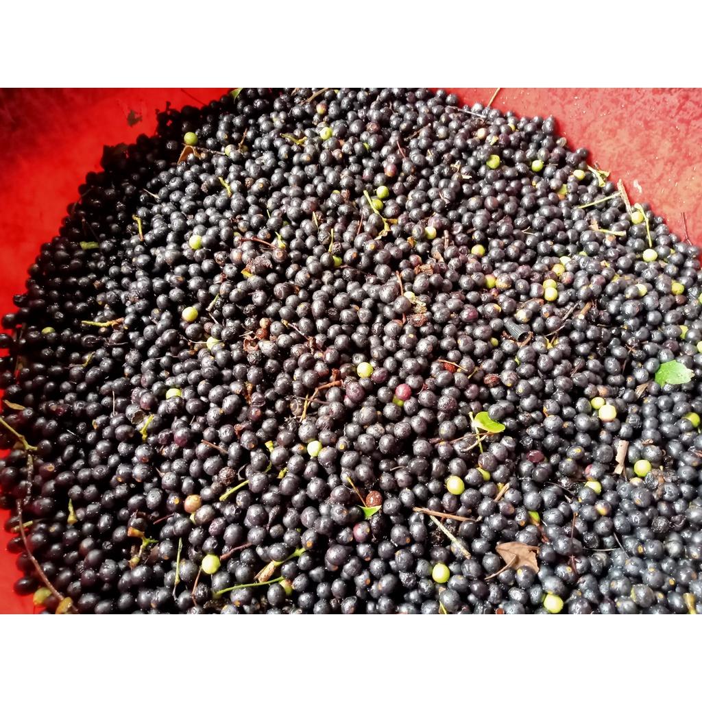 200 gram hạt giống long não, dã hương