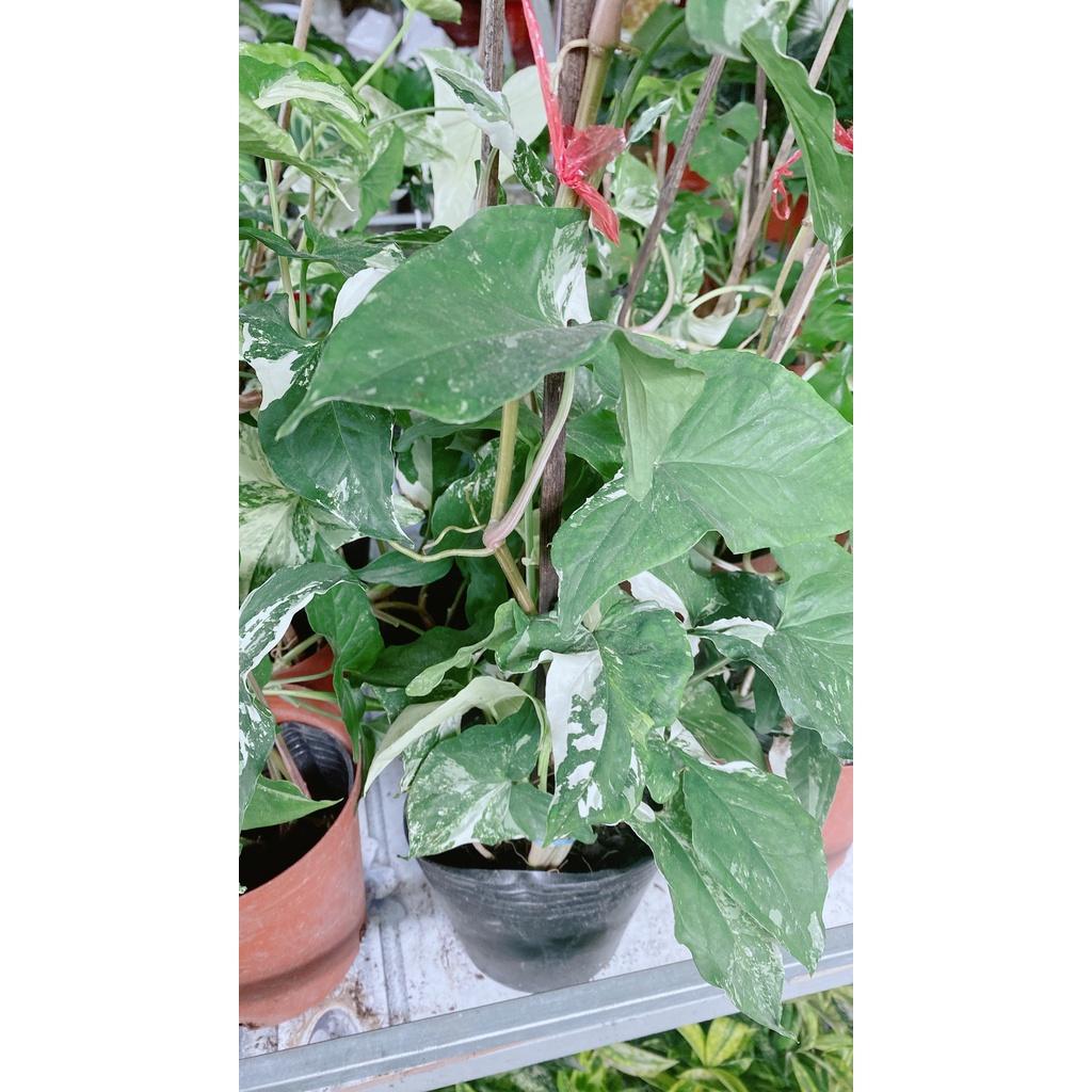 Trầu Bà Én