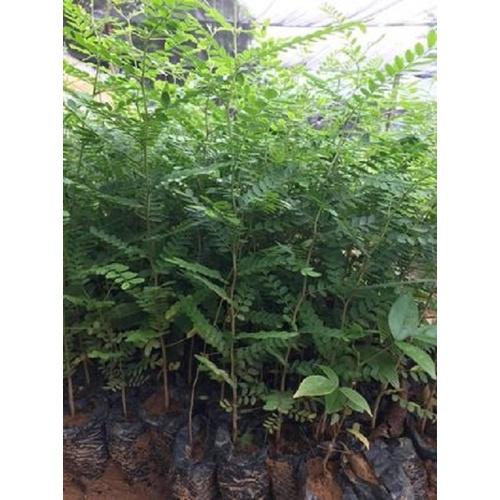 Cây giống cây bồ kết nếp