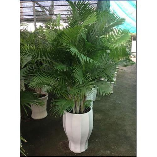 CAU LỤA VÀNG , CHẬU CÂY ĐẸP THANH LỌC KHÔNG KHÍ - CCCLVNB