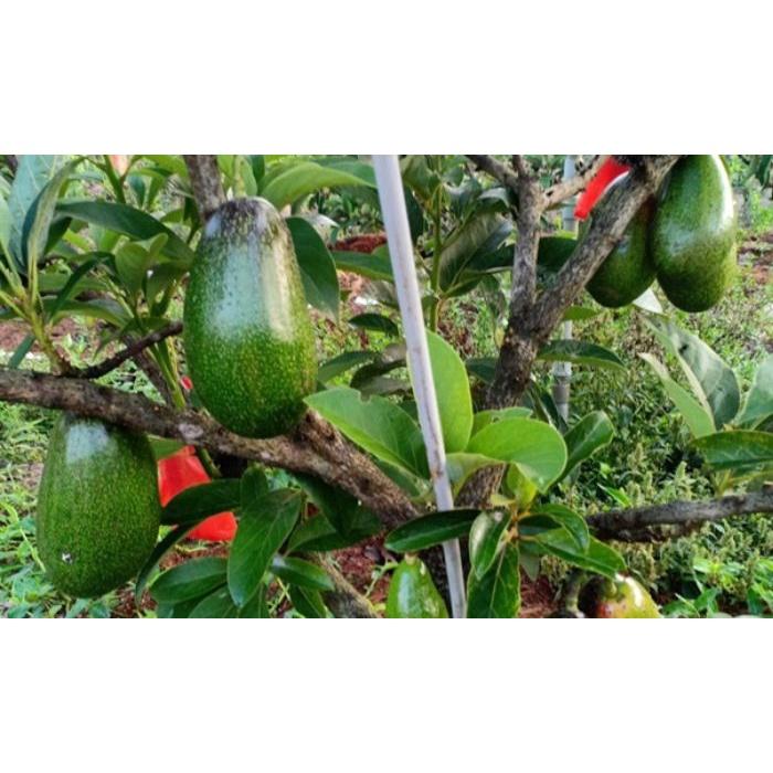 CÂY GIỐNG BƠ LÙN THANH SƠN ca0 1m ()