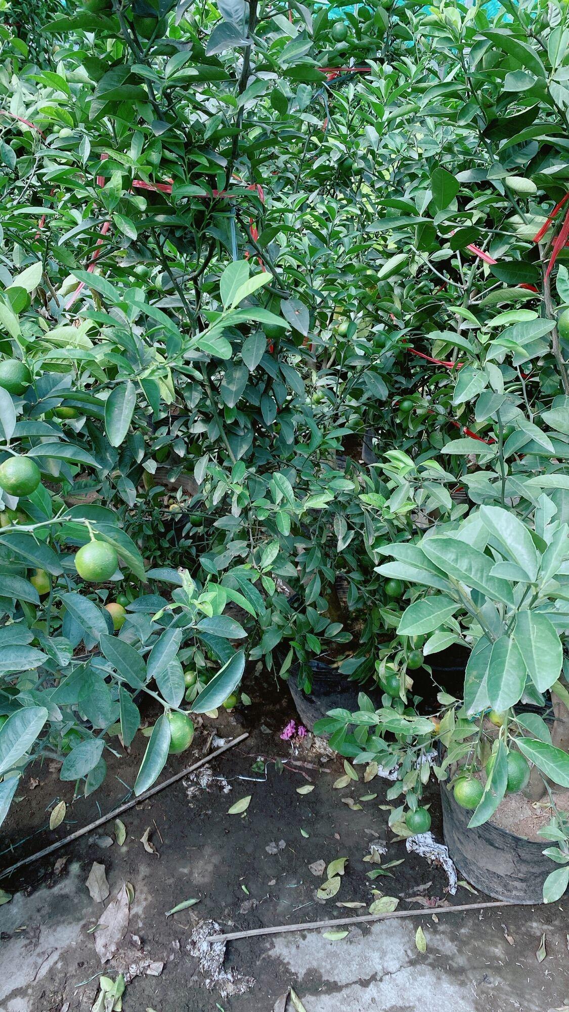 Chanh Phú Quý