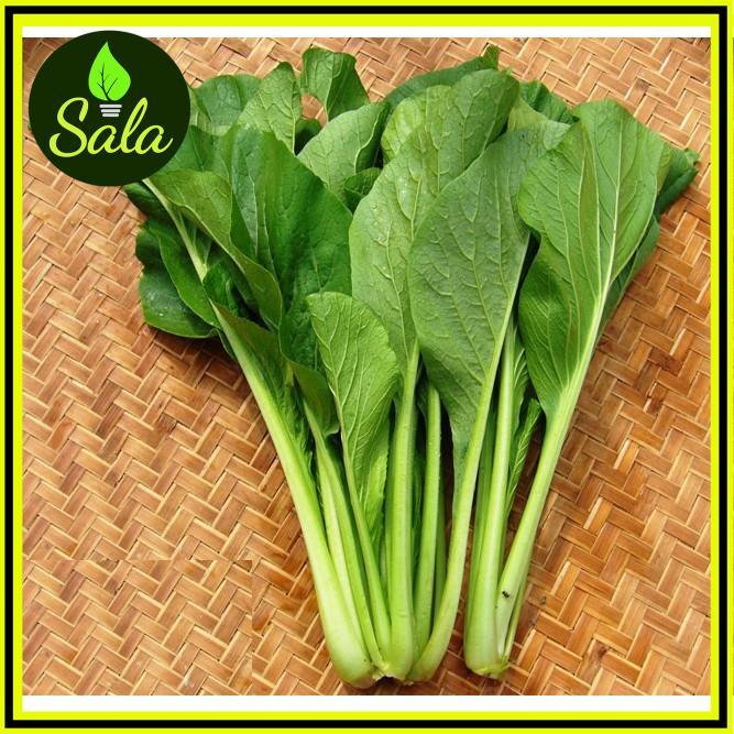 Hạt giống cải ngọt Thái Lan