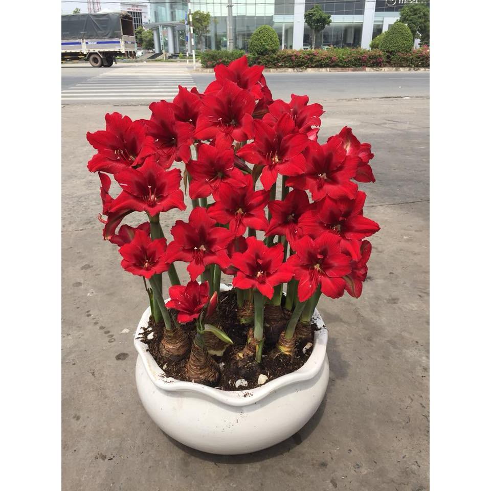 Củ hoa huệ tây màu đỏ nhung đà lạt - củ size baby