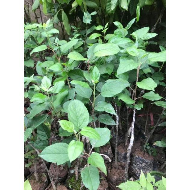 Táo Lùn Đỏ F1 tặng 2 cây chè xanh