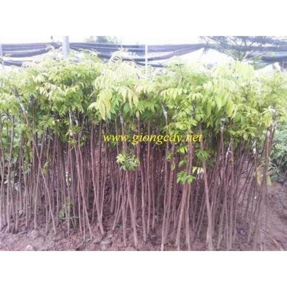 CÂY GIỐNG SẤU CHÙM, SẤU ĂN QỦA SIÊU NGON SIÊU QUẢ DÒNG QUẢ SỚM