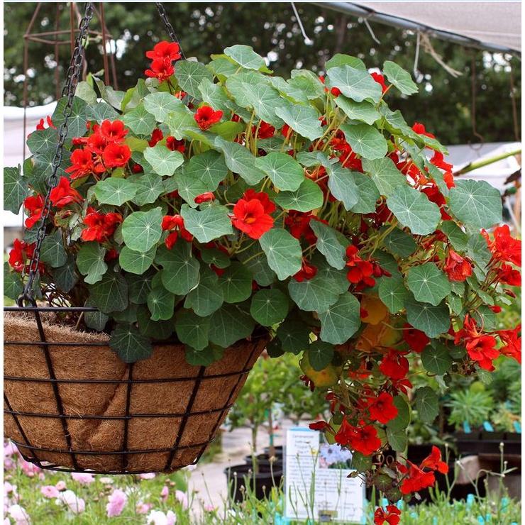 Hạt giống hoa sen cạn rũ mix màu-gói 15 hạt/tặng kèm gói kích mầm