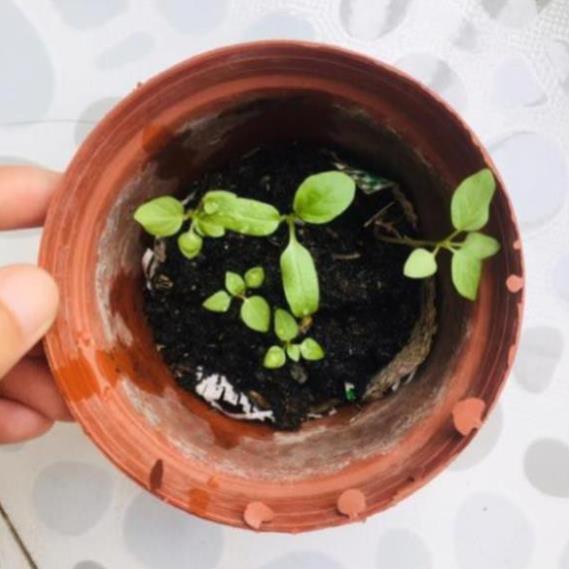 20 hạt giống Thù Lù, Tầm Bóp, Cà chua Lồng đèn