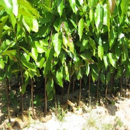 Combo 5 Cây sao đen giống - 788