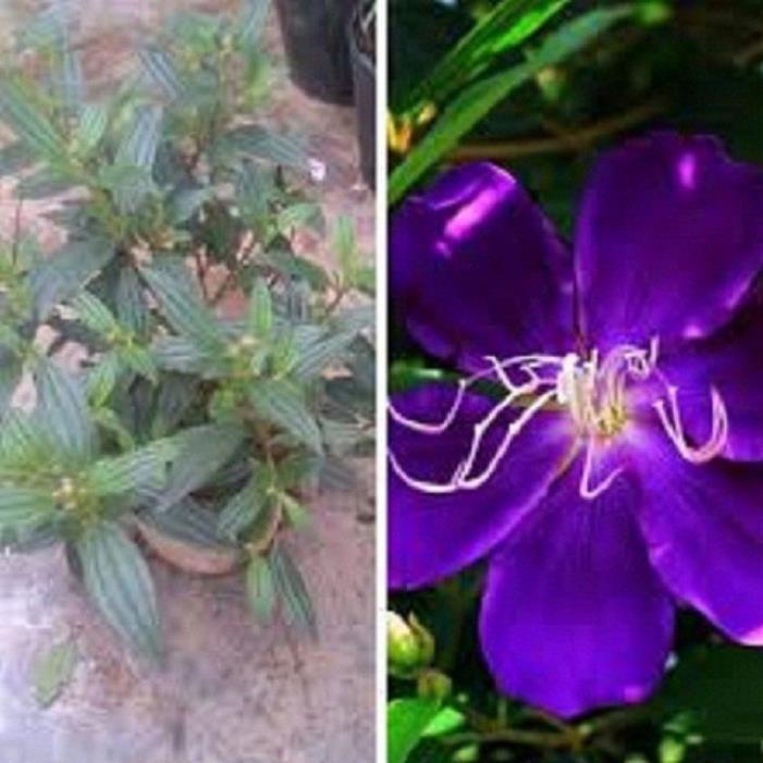 CHẬU HOA MUA TÍM THÁI LAN SIÊU ĐẸP