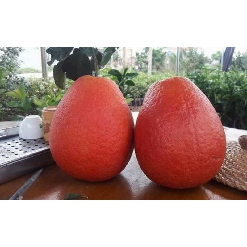 CÂY GIỐNG BƯỞI ĐỎ LUẬN VĂN