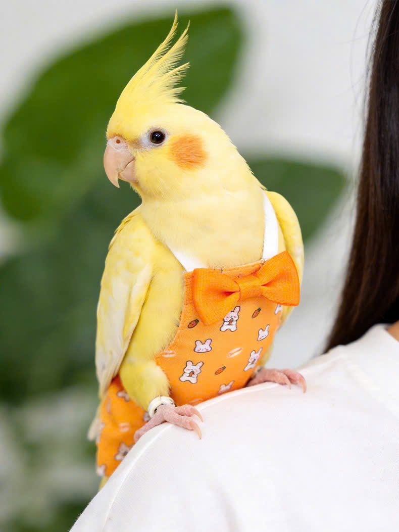 QUẦN ÁO TÃ CHO CHIM CẢNH CHIM VẸT DỄ THƯƠNG MÃ 3 XINH XẮN CHO THÚ CƯNG CHIM