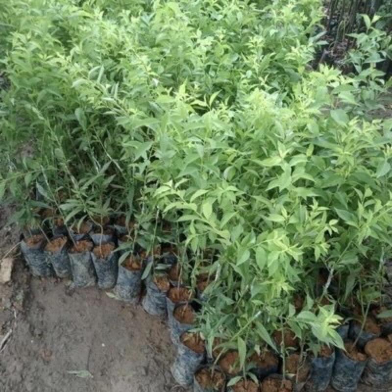 Cây giống mận tím chín sớm Bắc Hà siêu ngon siêu quả.