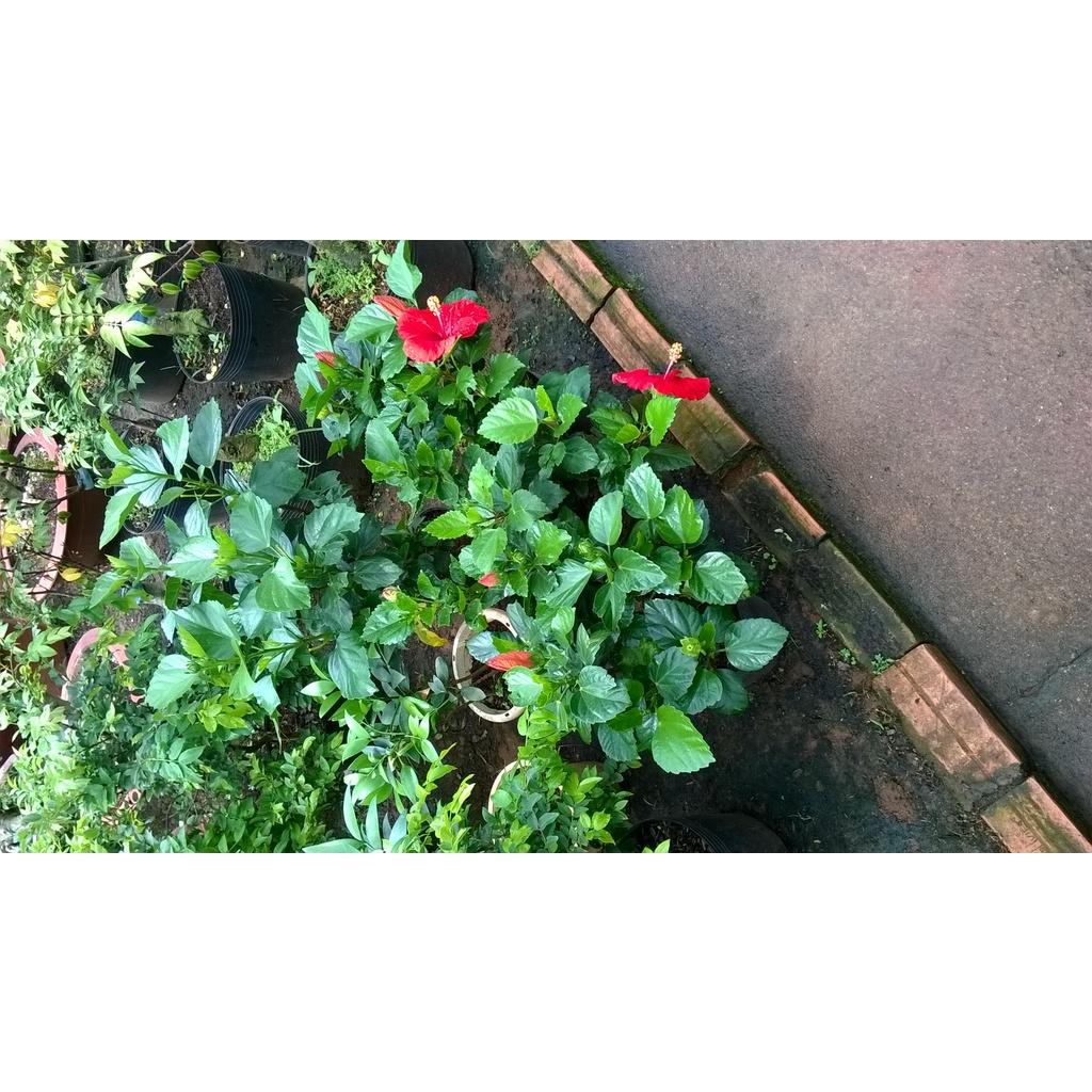 CÂY giống HOA DÂM BỤT.