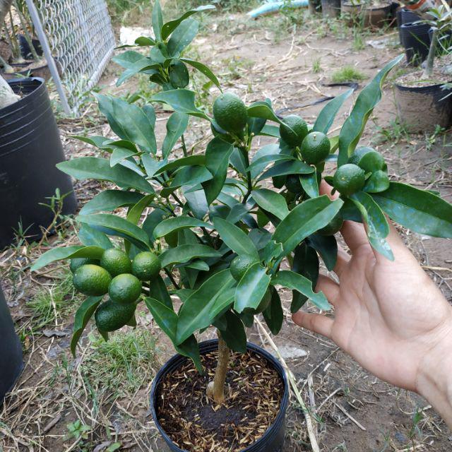 Cây Giống Tắc Thái Trái Dài