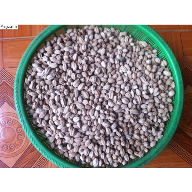 500 GRAM HẠT GIỐNG CÂY XOAN TA.
