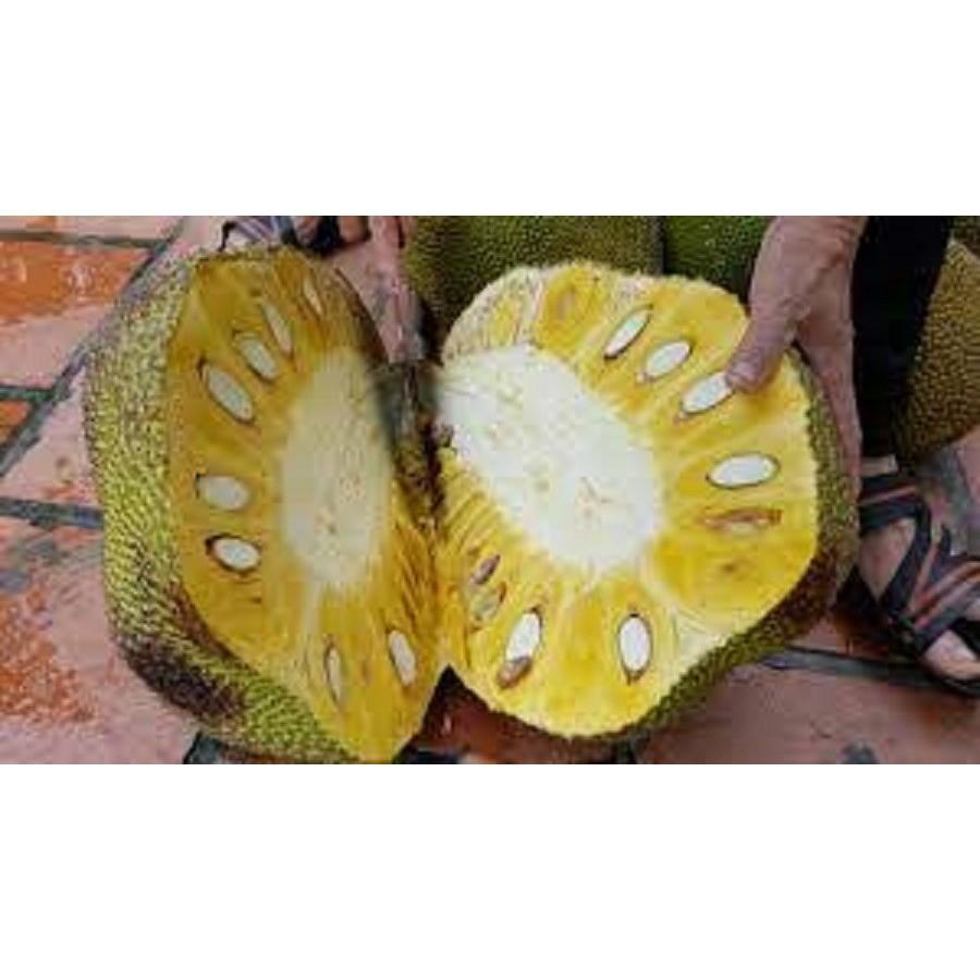 CÂY MÍT TA GIỐNG - Nhanh Quả thơm ngon nhiều múi