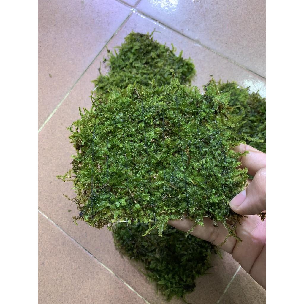 RÊU WEEPING VIỆT LÁ CẠN - TRANG TRÍ CHO HỒ THỦY SINH VÀ BÁN CẠN