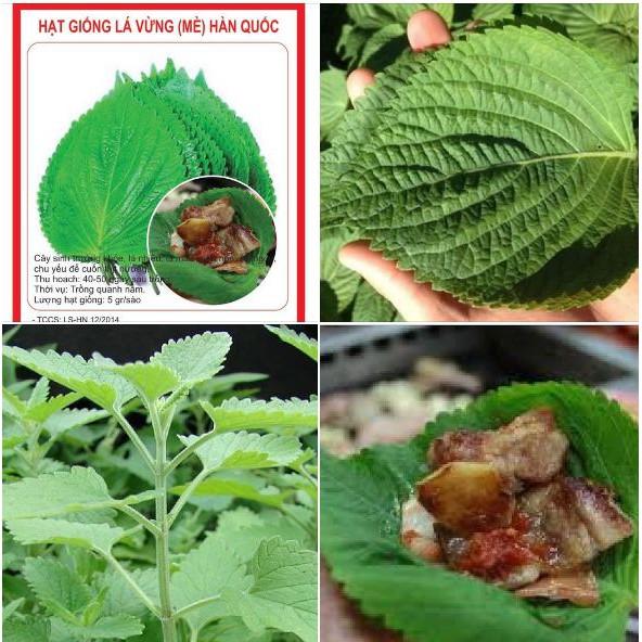Hạt Giống Lá Mè - Lá Vừng - Tía Tô Hàn Quốc