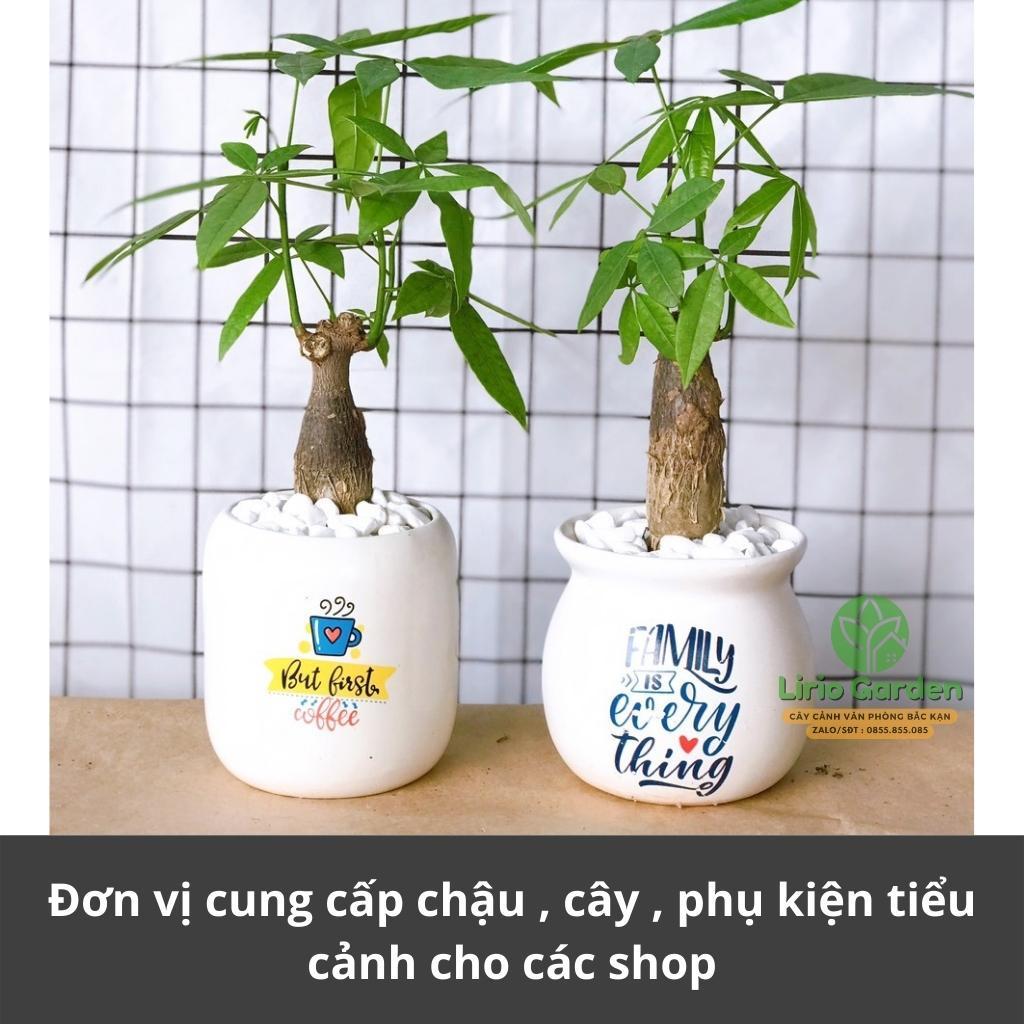 cây kim ngân một thân