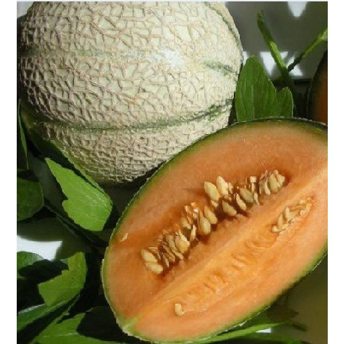 Combo 5 gói hạt giống dưa lưới vỏ sọc ruột cam -gói 10 hạt-tặng kèm gói phân bón lót