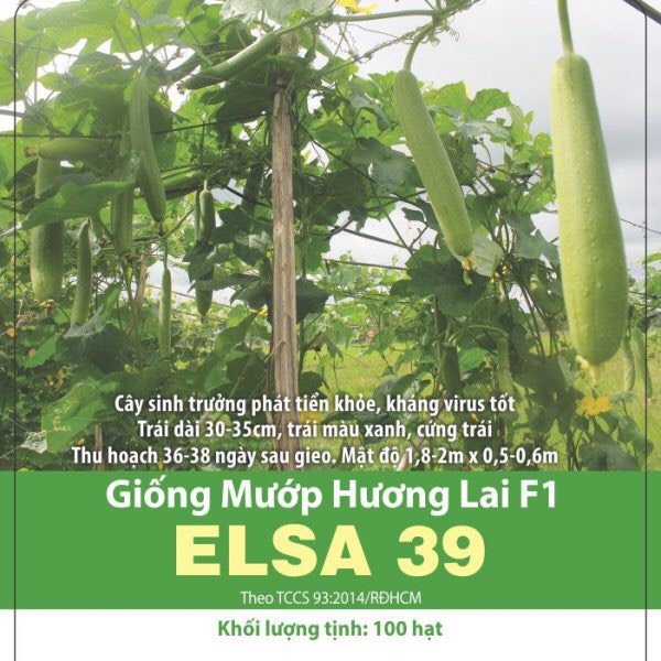 Hạt giống  Mướp hương Elsa 39