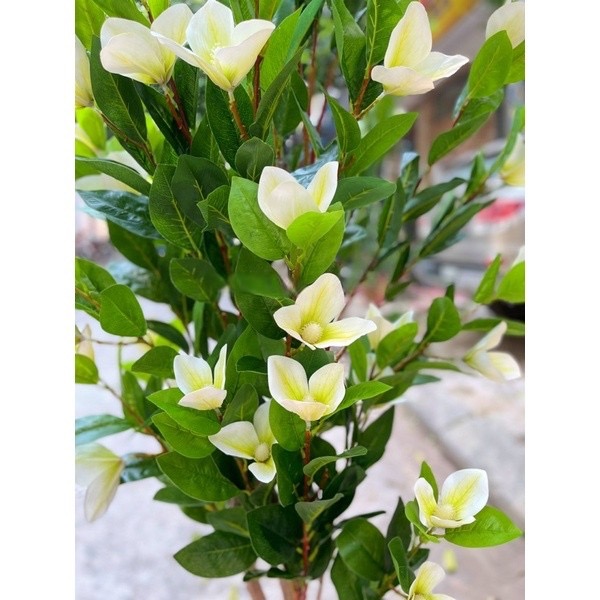 Cây hoa mộc lan giả - Size 180cm - Cây giả, hoa lụa Decor trang trí nhà cửa