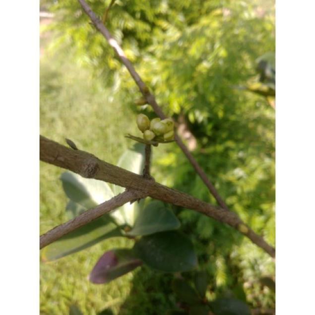 Cây Giống Cherry Brazil Nhiệt Đới - Cây to khỏe cao 80cm
