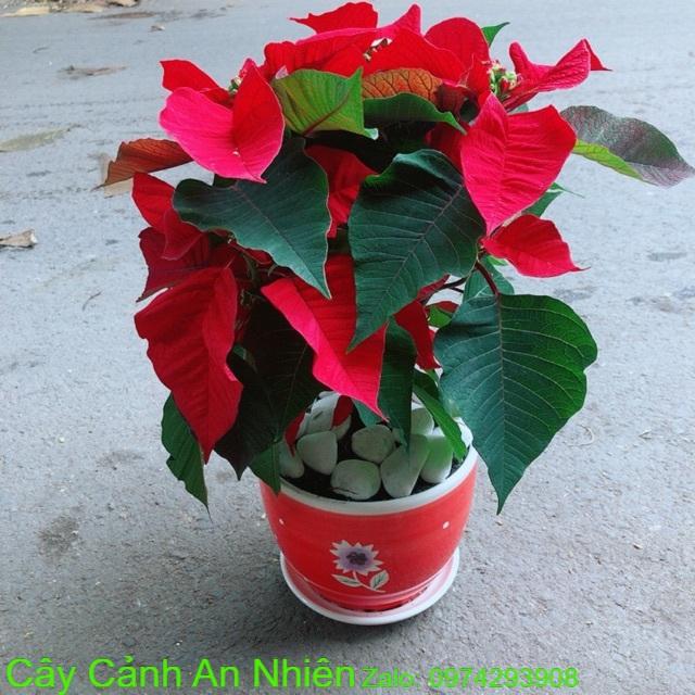 Chậu Cây Trạng Nguyên