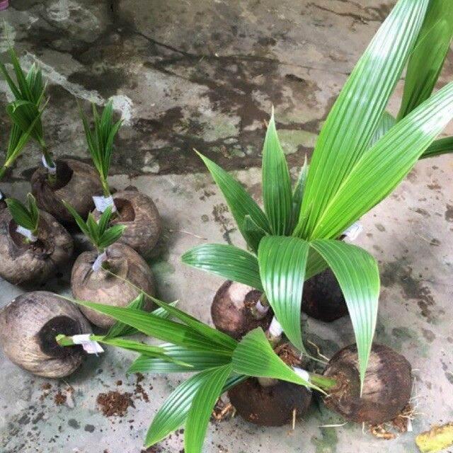 Dừa xiêm lùn vàng