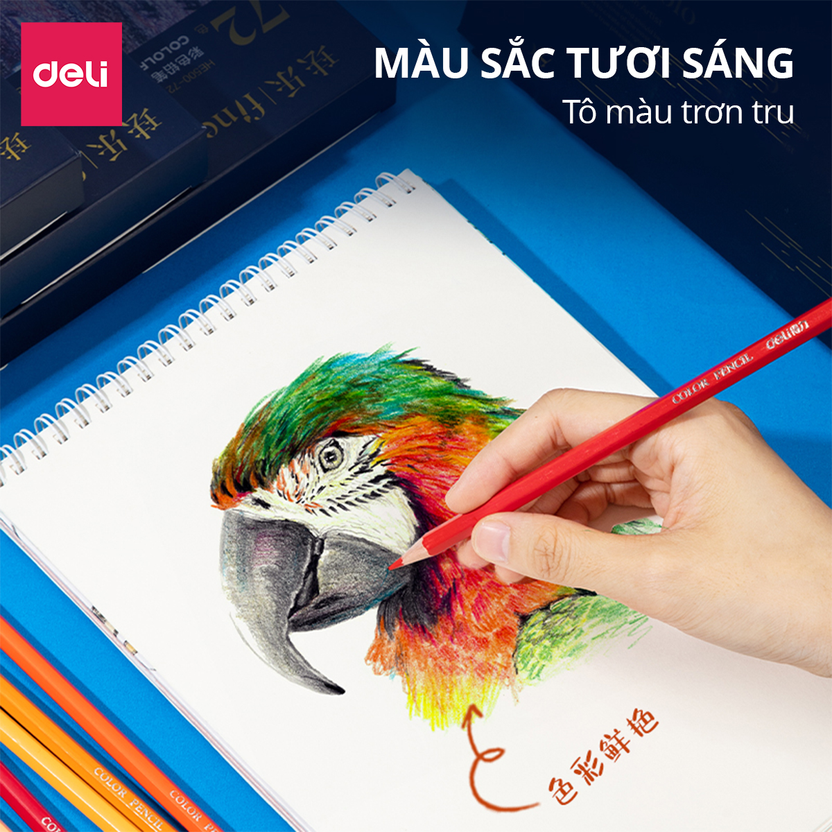 Hộp Bút Chì Màu Gốc Dầu Cao Cấp Deli - 36/48/72 Màu Tươi Đậm Tô Vẽ Tranh Phác Thảo Học Sinh Tới Chuyên Nghiệp
